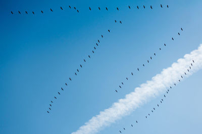 Low angle view of birds flying against blue sky