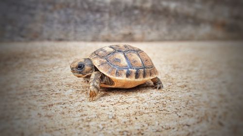 Close-up of tortoise