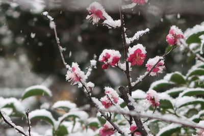 Close-up of pink flowering plant