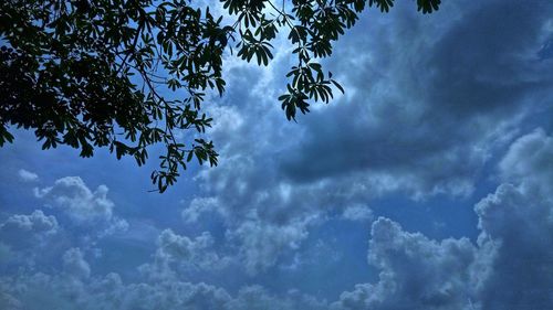 Low angle view of trees against blue sky