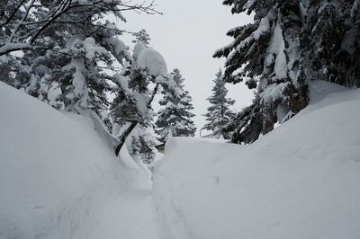 Close-up of snow covered trees against sky