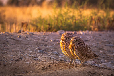 Close-up of birds on field