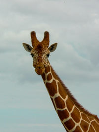 Portrait of giraffe against sky