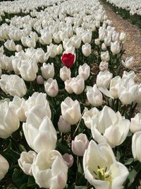 Close-up of white roses blooming outdoors