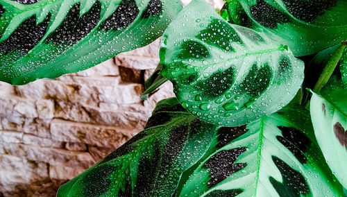 Close-up of wet leaf during winter