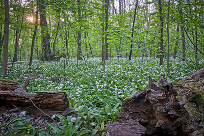 Plants and trees in forest