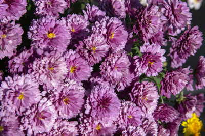 High angle view of pink flowering plants