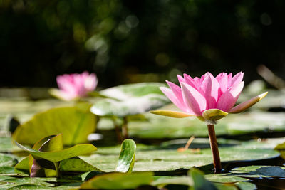 Close-up of lotus water lily in pond