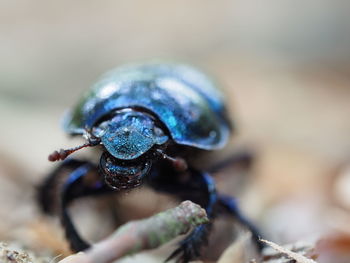 Close-up of insect