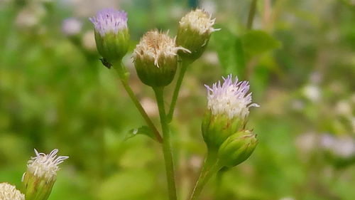 Close-up of thistle flowers