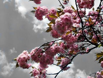 Low angle view of pink flowers blooming on tree