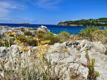 Plants growing on rocks by sea against sky