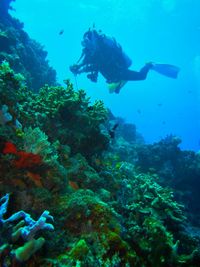 Fish swimming in sea