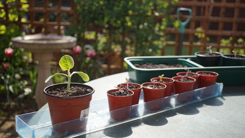 Potted plants on table