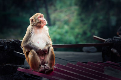 Stunning close-up portrait of a monkey
