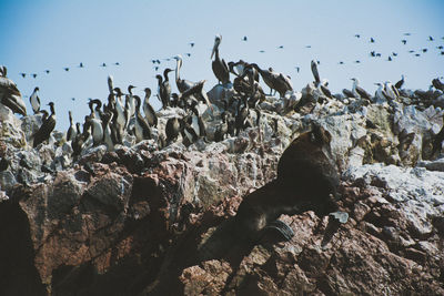 View of cormorants and elephant seal on rocky shore