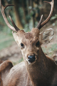 Close-up portrait of deer