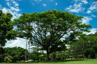 Trees on landscape against cloudy sky