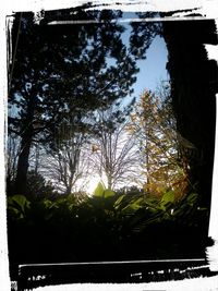 Low angle view of trees against sky