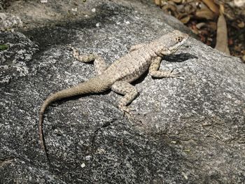 Close-up of lizard