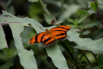 Butterfly on leaf - dryadula phaetusaa