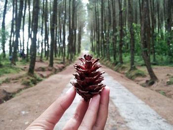 Close-up of hand holding tree trunk in forest