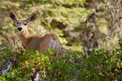 Portrait of deer standing on field