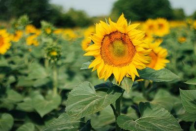 Close-up of sunflower blooming on field against sky