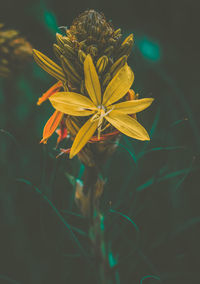 Close-up of yellow flowering plant