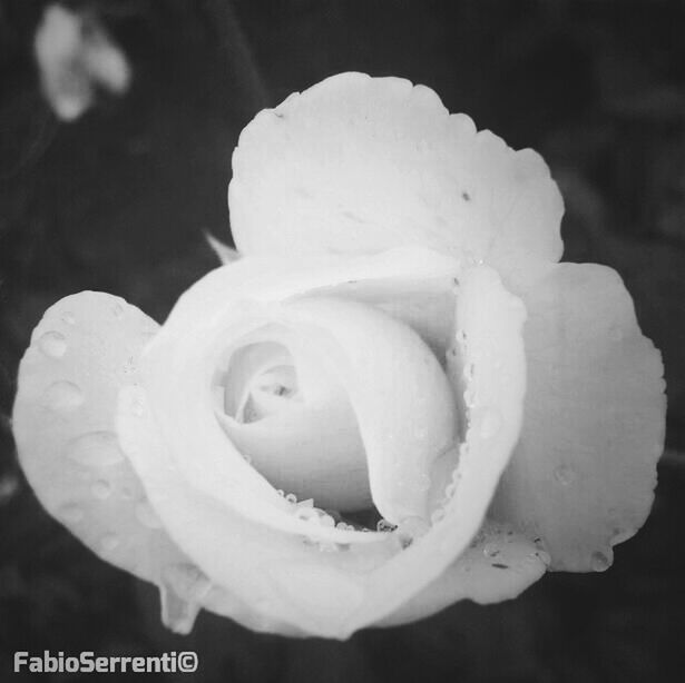 flower, petal, flower head, freshness, fragility, close-up, rose - flower, beauty in nature, single flower, growth, drop, nature, blooming, focus on foreground, wet, white color, water, in bloom, single rose, rose