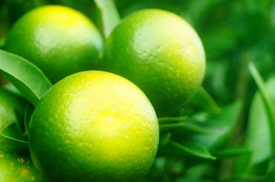 Close-up of lemon