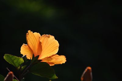 Close-up of yellow flowering plant