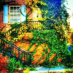 Ivy growing on tree trunk