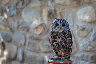 Close-up portrait of owl perching on wall