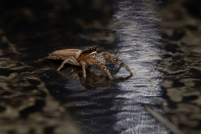 Close-up of spider