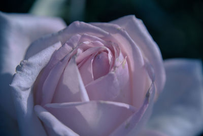 Close-up of rose flower