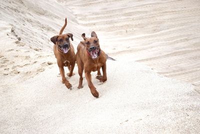 High angle view of dog running on beach