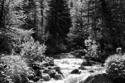 Stream flowing through forest