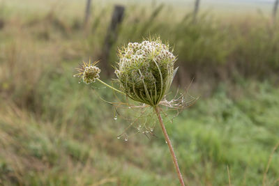 Close-up of dandelion on field