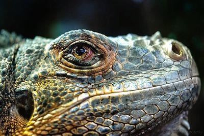 Close up of a bird