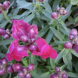 Close-up of pink flowers