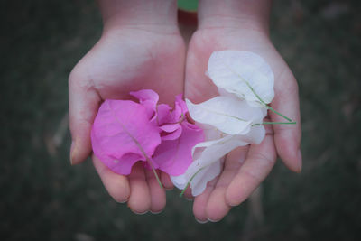 Cropped hands holding pink and white flowers