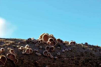 Low angle view of hay bales on field against clear blue sky