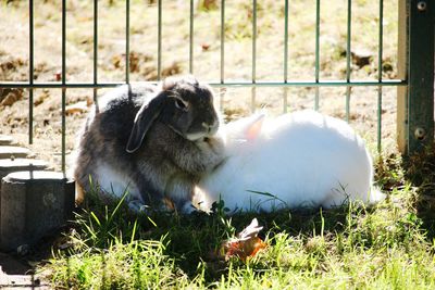 View of rabbit eating in zoo