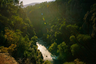 Scenic view of forest