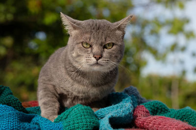 Close-up portrait of a cat