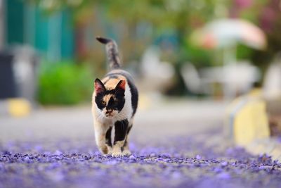 Close-up of a cat on flower