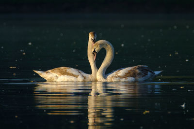 Swans swimming in lake