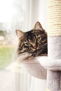 Close-up portrait of kitten sitting at home