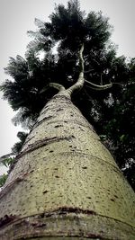 Close-up of tree against sky